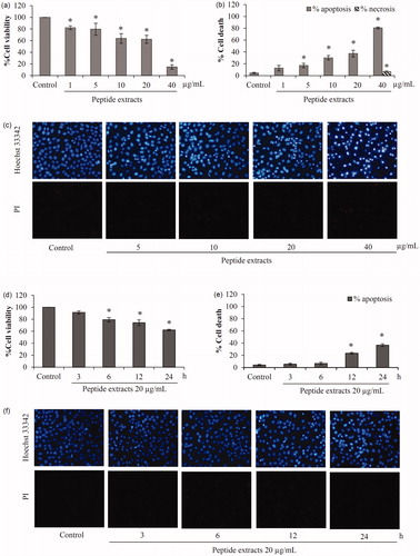 Figure 3. Apoptosis induction of peptide extracts from Lentinus squarrosulus. Cell viability of H460 lung cancer cells was evaluated after treatment with the extracts in (a) dose-dependent and (d) time-dependent manner. (b) There was a significant augmentation of apoptotic cell death in the incubation of peptide extracts at 5–40 μg/mL for 24 h. (e) Additionally, the effect of peptide extracts on apoptosis induction was early notified at 12 h of treatment of lung cancer cells with 20 μg/mL. (c and f) Apoptosis and necrosis cells were presented via co-staining of Hoechst33342 and propidium iodide. Values are means of the independent triplicate experiments ± SD. *p ≤ 0.05 versus non-treated control.