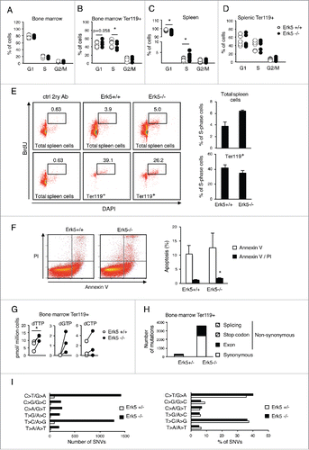 Figure 7. Absence of Erk5 alters cell cycle progression and increases mutation rate in erythroid precursors in vivo. (A-D) Percentage of bone marrow cells (A, n≥8 ), bone marrow ter119+ cells (B, n≥8 ), spleen cells (C, n≥8 ) and spleen ter119+ cells (D, n≥8 ) in each cell cycle phase of control Erk5fl/fl and Erk5-/-VavCre mice. (E) Percentage of cells in S/G2-phase in the spleen (top) and in the ter119+ fraction of the spleen (bottom). The numbers inside the plot indicate the percentage of cells BrdU+/DAPI+ (cells in S/G2-phase) in this particular experiment. The BrdU-positive cells were detected by incubation of permeabilized cells with mouse anti-BrdU antibody, followed by staining with Alexa 488-conjugated F(ab')2 anti-mouse antibody and analysis by flow cytometry. (Right) Mean of 3 mice +/-SD. (F) Analysis of apoptosis in bone marrow by Annexin V and PI staining (n=2 for each genotype). Paired t-test *p<0.05. (G) Intracellular dNTP levels in bone marrow ter119+ cells, n=3. dATP was undetectable in the samples. (H-I) Exome sequencing in ter119+ cells from the bone marrow. Number and type of mutations (H) and number and percentage (I) of single nucleotide variation (SNV) of a control heterozygous Erk5+/-VavCre and Erk5-/-VavCre mouse. Paired Student's t-test, *p<0.05.