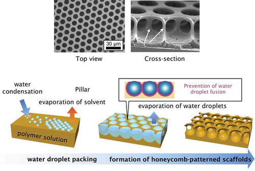 Figure 1. Schematic illustration of honeycomb film formation via the breath figure technique, and scanning electron microscopy (SEM) and cross-sectional SEM images of polystyrene honeycomb films.