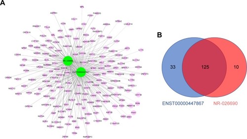 Figure 3 (A) LncRNA-mRNA co-expression network. Green: lncRNA; red: mRNA; solid line: positive correlation; dotted line: negative correlation. (B) Venn graph showed the overlap of co-expressed mRNAs of NR-026690 and ENST0000447867.