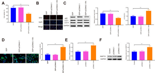 Figure 3 RASSF1A potentiates autophagy to improve chemosensitivity in A549/DDP cells.