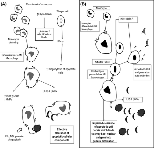 Figure 3. Relaxin immune regulations, apoptotic cell clearance and autoimmunity. Summary of monocyte differentiation and apoptotic clearance in the presence (A) and absence (B) of relaxin. C1q, complement component; MBL, Mannose-binding lectin; iNOs, inflammatory Nitric oxide synthase; NK cells, Natural Killer Cells; VEGF, Vascular endothelial growth factor; bFGF, basic Fibroblast Growth Factor; MMPs, Matrix metalloproteinases.