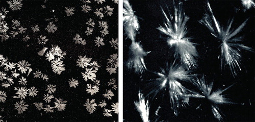 Figure 6. Mixed crystals of sialic acid isolated from bovine submaxillary mucin by Blix in 1936 (Citation4) (left) and crystals of N-acetylneuraminic acid isolated by Svennerholm in 1956 (Citation5) (right).