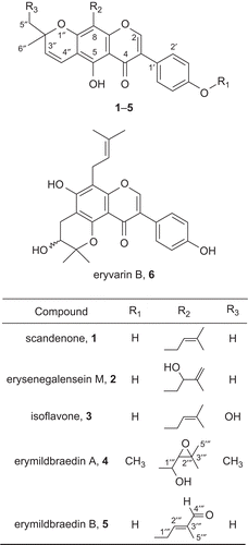 Figure 1.  Chemical structures of the new (4, 5) and known (1–3, 6) dimethylpyrano-isoflavones examined in this study.