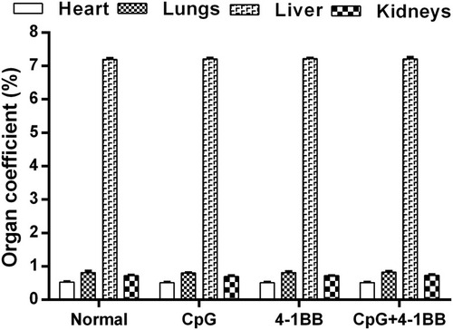Figure 2 Immunotherapy did not cause significant damage to mouse organs. We calculated the organ coefficients of the heart, lungs, liver and kidneys in each group, and the results showed no significant differences (P> 0.05, n = 10 mice). This finding indicates that the mice did not have organ damage caused by immune-related side effects after treatment.