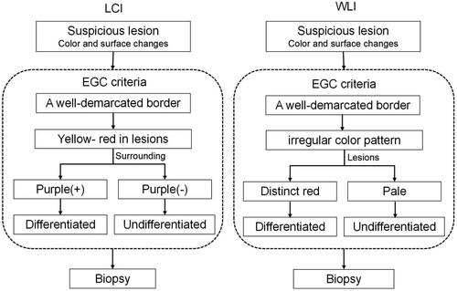 Figure 2. Linked colour imaging (LCI) and white light imaging (WLI) diagnostic diagram for early gastric cancer (EGC). The diagnosis of EGC under WLI was defined as a presence of a well-demarcated border and an irregular colour/surface pattern, then according to distinct red or pale in colour of the lesion was categorized into differentiated or undifferentiated type. The diagnosis of EGC under LCI was defined as a presence of a well-demarcated border and a yellow-red colour in the suspicious lesion, then according to the presence of purple in the peripheral mucosa, the lesion was categorized into differentiated or undifferentiated type.