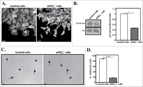 Figure 2. aPKCζ is required for proper cell adhesion. (A) aPKCζ−/− and control cells were subjected to wound scratch assay and immunostained with anti-paxillin antibody. Bars are 20 µm. (B) Quantification of the amount of pY118-paxillin. Lysates from aPKCζ−/− and control cells were subjected to Western blot analysis using anti-paxillin and anti-pY118-paxillin antibodies. The amounts of paxillin were normalized relative to actin. Bands were analyzed by densitometry using ImageJ. Paxillin phosphorylation was calculated as the ratio of phosphorylated paxillin to total paxillin. Values represent the mean ± SEM for 4 independent experiments, * p < 0.05, values are aPKCζ−/− cells compared with control cells. Pax, paxillin and pY118-pax, pY118-paxillin. (C) aPKCζ−/− and control cells were seeded on dishes, and after 2.5 h phase-contrast images of the cells were taken by confocal microscopy. Arrows indicate rounded detached cells and arrowheads indicate adhered cells. Bars are 50 µm. (D) Quantification of adhered cells. Adhered and rounded detached cells in 15 randomly-chosen fields were counted and the percentage of adhered cells relative to the total number of cells in each field was calculated. Values represent the mean ± SEM for 4 independent experiments subjected to 2-tailed, 2-sampled unequal variance Student's t test, *** p < 0.001, values are aPKCζ−/− cells compared with control cells.
