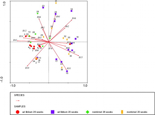 Figure 6. Grouping by PCA analysis of staining fragments (species B ithalic) by IgG auto antibodies of bovine liver lysate of the four classes of calves that were significantly affected or showed tendencies (Table 2). Circles: ad libitum fed, 26 weeks of age (calves 1–11), squares: ad libitum fed, 20 weeks of age (calves 12–23), diamonds: restricted fed, 26 weeks of age (calves 24–28 + 37), and bars: restricted fed, 20 weeks of age (calves 29–36 + 38). Numbers represent individual calves. Eigenvalues were 17% vertical and 28% horizontal axis.