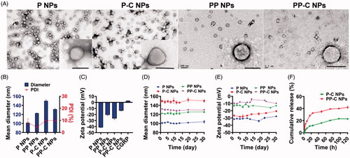 Figure 1. (A) TEM images, (B) diameter and (C) zeta-potentials of nanoparticles. Long term stability of the (D) diameter and (E) zeta-potential of nanoparticles in the water. (F) The sustained-release profile of CGRP from P-C NPs and PP-C NPs in the PBS under 37 °C for 120 h. (Mean ± SD, n = 3). (scale bar in magnified image, 100 nm).