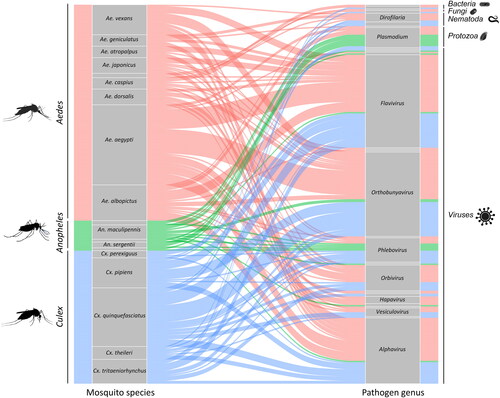 Figure 1. Alluvial plot showing mosquito and pathogen networks for mosquito species of medical importance in Europe following Wilkerson et al. [Citation6]. The flow lines represent the different relationships between mosquito species and the pathogens they transmit. In this plot, the left column represents vector species, while the right column represents pathogen identity, which are embedded in the flow of the plot. Different colours represent the mosquito genus where Aedes are shown in red, Anopheles in green, and Culex in blue. The width of the bands connecting the categories reflects the relative number of observations moving in the network.Note: The pathogen species can be repeated in the right column, reflecting the fact that different vector species can transmit the same pathogen. For better visualisation, only labels of mosquitoes and pathogens with N > 3 items are shown.