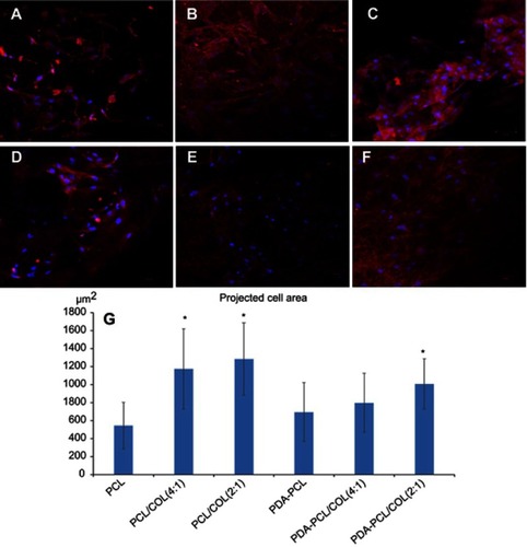 Figure 7 The cytoskeleton morphology of TSPCs using fluorescence microscopy. Fluorescence staining of TSPCs on electrospun nanofibers after 24 h of culture: (A) PCL, (B) PCL/COL (4:1), (C) PCL/COL (2:1), (D) PDA-coated PCL, (E) PDA-coated PCL/COL (4:1), (F) PDA-coated PCL/COL (2:1), scale bars: 50 µm. (G) Projected area per cell, *p＜0.05 compared with PCL.Abbreviations: TSPCs, tendon stem/progenitor cells; PCL, polycaprolactone; COL, collagen; PDA, poly(dopamine).