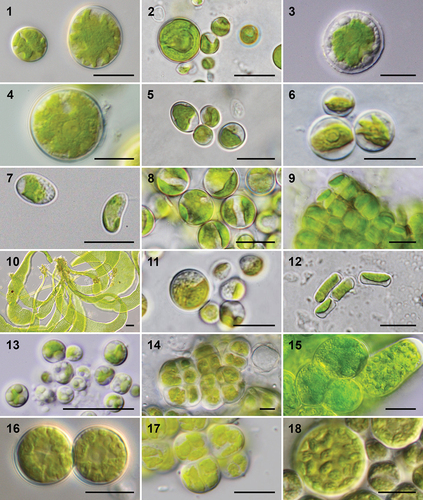 Figs 1–18. Lichen photobiont genera (including nonlichenized species) belonging to classes Trebouxiophyceae and Chlorophyceae.