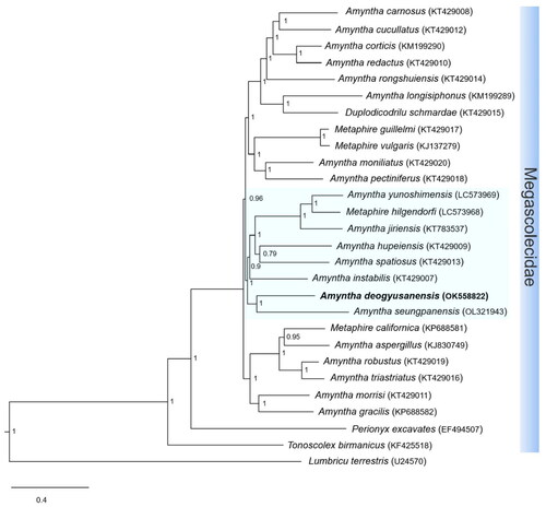Figure 3. Phylogenetic tree of the 27 species of the Megascolecidae family. Phylogenetic analysis was done using Bayesian inference (BI) method, based on whole mitogenome sequences, excluding the non-coding region. The numbers at each node specify Bayesian posterior probabilities (BPP) by BI. The scale bar indicates the number of substitutions per site. Lumbricus terrestris (Boore and Brown Citation1995) is used as the outgroup. GenBank accession numbers are mentioned next to species names.