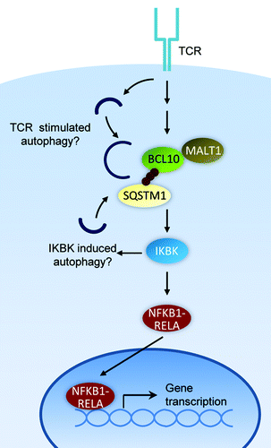 Figure 1. Mechanism of T cell activation and autophagic BCL10 degradation in effector T cells. BCL10 may initiate autophagosome formation by activating the IKBK complex, a known inducer of autophagy. Alternatively, an unknown TCR-dependent autophagy pathway may be responsible for BCL10 degradation.
