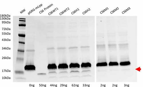 Figure 3. CS6 expression. Expression of CS6 from the recombinant operons expressed in DH5α was determined by western blot analysis of whole cell lysates. Proteins (CS6) were quantified by densitometry based on the single CS6 protein standard (lane 3) and the negative control pGRG-mLpp. CS6M1, CS6M2, and CS6M3 were run on a separate blot with a single CS6 protein standard used for densitometric analysis