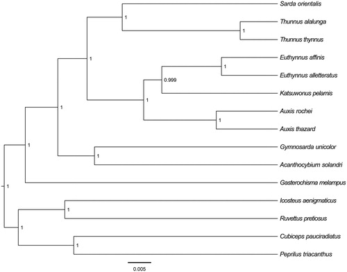 Figure 1. The Bayesian inference phylogenetic tree for Scombriformes based on mitochondrial PCGs and rRNAs concatenated dataset. The gene’s accession numbers for tree construction are listed as follows: Auxis thazard (KP259551), Katsuwonus pelamis (AB101290), Euthynnus alletteratus (AB099716), Euthynnus affinis (KM651783), Thunnus alalunga (KP259549), Thunnus thynnus (AB097669), Sarda orientalis (AP012949), Acanthocybium solandri (AP012945), Gymnosarda unicolor (AP012510), Gasterochisma melampus (JN086156), Cubiceps pauciradiatus (AP006038), Icosteus aenigmaticus (AP006026), Ruvettus pretiosus (AP012506), and Peprilus triacanthus (AP012518).