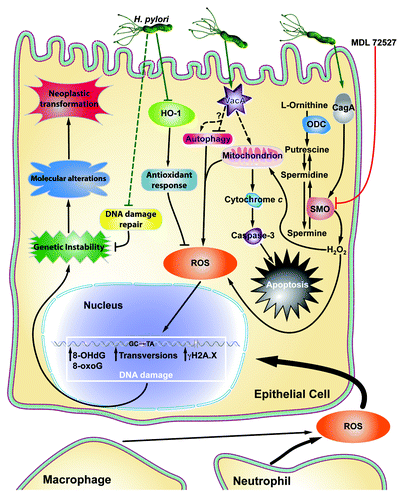 Figure 1. Schematic summary of the various pathways by which ROS production and DNA damage are induced in gastric epithelial cells. H. pylori CagA induces SMO expression, leading to H2O2 production, which causes ROS accumulation and apoptosis. MDL 7527 inhibits SMO and attenuates the deleterious effects of its activation. H. pylori VacA targets the mitochondrial membrane, resulting in ROS production and cytochrome c release. Cytochrome c release activates caspase-3, leading to apoptosis. H. pylori can inhibit HO-1 and the antioxidant response. Neutrophils and phagocytes also contribute to ROS accumulation. ROS lead to various forms of DNA damage, including transversions, oxidative DNA damage (8-OHdG, 8-hydroxy-2′-deoxyguanosine; and 8-oxoG, 8-oxoguanosine), and double strand breaks (γH2A.X). This, combined with H. pylori-mediated inhibition of DNA damage repair, leads to genomic instability within gastric epithelial cells. Subsequently, molecular alterations and neoplastic transformations occur, resulting in gastric carcinogenesis.