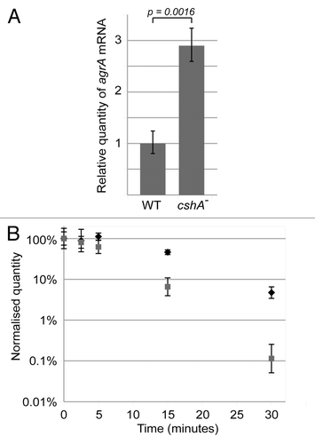 Figure 4. The agrA mRNA level is increased and stabilized in the cshA mutant strain. (A) RNA was isolated from exponentially growing cultures (approx. OD600 = 0.4) of the S30 wildtype and the cshA mutant. qRT-PCR was performed to determine the level of agr mRNA, using the HU mRNA as an internal reference. An unpaired T-test was performed to show that the difference in agr levels was significant (p = 0.0016). Error bars show the standard deviation. (B) Cultures of S30 (gray squares) and the cshA mutant (black diamonds) were rifampicin treated to block de novo RNA synthesis. Samples were taken for RNA isolation at 0, 2.5, 5, 15 and 30 min after treatment, and qRT-PCR was performed using primers and probe specific for agrA, and using HU mRNA as an internal reference. The quantity of agr, relative to HU, was normalized to 100% at time zero, and plotted in the graph. Error bars represent the 99% confidence level. The figure shows a single experiment out of three biological replicates.