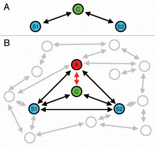 Figure 1 (A) Schematic view of an idealized mate choice situation in a classical binary choice test. Mate choice is thought of as a process of mate quality assessment involving the choosing individual (C) and two potential mating partners (stimuli, S1 and S2). (B) Mate choice in a communication network involving multiple senders and receivers of information. For simplicity, most studies to date have focused on interactions between four individuals. In this example, a by-standing individual (the audience, A) may affect the focal individual's mate choice, but also interactions between S1 and S2, and between A and both stimuli are acknowledged.