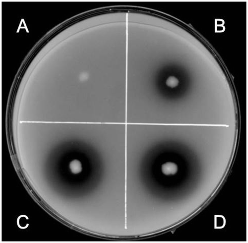 Fig. 1. Clear zones formed on PSM plates.Notes: After 4 days of incubation on PSM plates, clear zones were observed around colonies and their diameters were measured to compare the secretory activities. The strains used were TSU001 (A), TSU002 (B), TSU004 (C), and TSU005 (D).