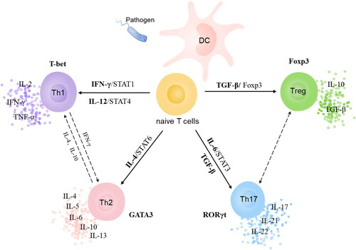 Figure 1. CD4+ T cell subsets and their interactions.