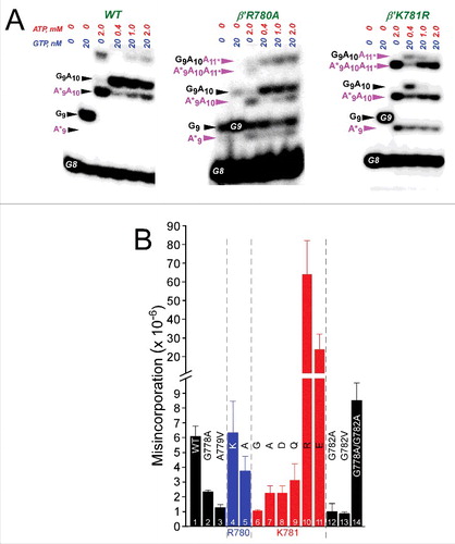 Figure 8. Transcriptional fidelity of hinge mutants. (A) Selected competition fidelity assays. R780A is very slow in elongation but slightly higher fidelity than wild type. K781R is very slow in elongation but error prone. (B) Quantification of competition fidelity assays. Error is standard deviation of three measurements.