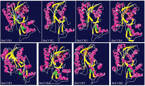 Figure 3. Structural modeling analysis of BnCCR proteins. The extended strand is indicated by a yellow ribbon, the alpha helix is indicated by a pink ribbon, the beta-turn and the random coil is indicated by a white ribbon, the R-(X)5-K motif is indicated by red stick amino acid residues, the conserved sites S-Y-K of the short chain dehydrogenase superfamily is indicated by blue, earthy yellow, and green stick amino acid residues, respectively. The important substrate binding site H202 of CCR is indicated by a green round ball, and NAP in BnCCR1 is shown in light blue rod amino acid residues.