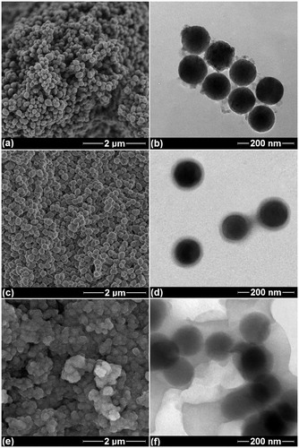Figure 3. Microstructural images of synthesised nanoparticles. (a, c, e) SEM, and (b, d, f) TEM images of the specimens with AA/MSN weight ratios of 0.5, 1.0, and 1.5, respectively.