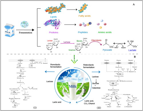 Figure 2. Milk fermentation by LAB through homolactic and heterolactic fermentation pathways. A. Degradation of main milk nutrient components by lactic acid bacteria during fermentation is a critical process in the production of various dairy products. These pathways result in the degradation of protein, fat, and carbohydrates in milk, leading to the development of unique flavors, textures, and other desired characteristics. B. Lactic acid bacteria utilize homolactic or heterolactic fermentation pathways (designated I and II, respectively) to break down lactose into lactic acid with and without other by-products.