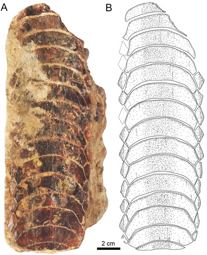FIGURE 6. Fossil specimen MPC-34 from the Bahia Inglesa Formation (middle Miocene–early Pleistocene), Mina Fosforita, Caldera, Chile. A, lower dental plate and B, reconstruction in occlusal view.