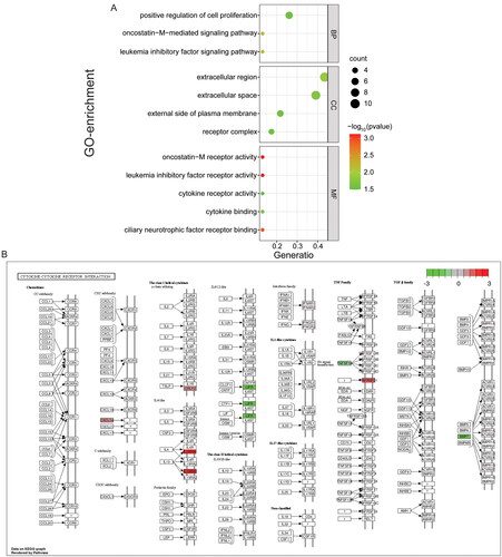 Figure 4. GO (A) and KEGG (B) Functional enrichment analysis of immune-related DEmRNAs in ceRNA regulatory network.
