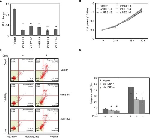 Figure 4 Downregulation of HES1 expression could inhibit Doxorubicin-induced apoptosis.Notes: Cells were stably transfected with HES1 shRNA plasmids. Cells transfected with empty pLko.1 vector were used as the control group. (A) The knockdown efficiency of HES1 was measured by real-time RT-PCR. (B) The cell viability of knockdown cell lines was detected by MTT. (C) The knockdown and control cells were treated with Doxorubicin (300 μM) for 24 hours and then stained with Multicaspase/7-AAD for the quantitative measurement by using flow cytometry. (D) Bars represent the mean of three independent experiments performed in triplicate of (C). **P<0.01. #P>0.05.Abbreviations: 7-AAD, 7-aminoactinomycin D; RT-PCR, reverse transcriptase polymerase chain reaction.