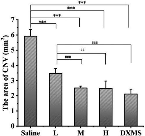 Figure 12. Area of CNV at 7 days after alkali burn. Data represent the mean ± SD of three mice per group. (**p < 0.01, ***p < 0.001 v.s. Saline group; # #p < 0.01, # # #p < 0.001 v.s. L. One-way ANOVA, followed by Fisher’s least significant difference (LSD)). (L: 0.05% ISL-NE, M: 0.1% ISL-NE, H: 0.2% ISL-NE and DXMS: 0.025%).