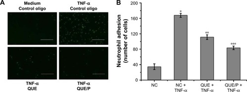 Figure 5 QUE/P inhibits neutrophil adhesion in vivo (immunofluorescence photomicrographs).Notes: (A) The image displaying CFSE-labeled HL-60 adhesion to HUVECs. HUVECs are administrated with QUE, QUE/P, and control oligonucleotide for 24 h and then administrated with or without TNF-α for 6 h. CFSE-labeled HL-60 are put into the HUVECs and incubated at 37°C for 45 min, and then the mixtures were washed. (B) Amount of neutrophil (CFSE-labeled HL-60) adhering to HUVECs in NC group, NC + TNF-α group, QUE + TNF-α group, QUE/P + TNF-α group, respectively. Data are shown as mean ± SD. A remarkable augment relative to the NC group is denoted by “*” (p<0.01), a remarkable decrease relative to NC + TNF-α group is denoted by “**” (p<0.01), and a remarkable decrease relative to NC + TNF-α group is denoted by “***” (p<0.01).Abbreviations: QUE/P, quercetin/poly(ethylene glycol)-b-(poly(ethylenediamine l-glutamate)-g-poly(ε-benzyloxycarbonyl-l-lysine)); CFSE, carboxyfluorescein diacetate succinimidyl ester; HL-60, acute promyelocytic leukemia; HUVECs, human umbilical vein endothelial cells; TNF-α, tumor necrosis factor-α; SD, standard deviation; NC, normal control.