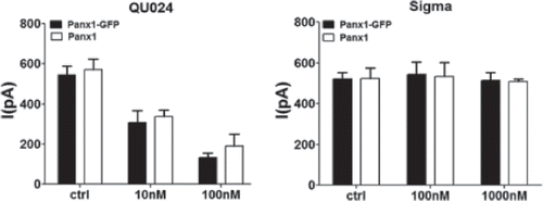 Figure 3. Similar mefloquine sensitivities of untagged and GFP-tagged Panx1. Bar histograms showing the mean ± SE current values of Panx1-GFP (black bars) and untagged Panx1 (white bars) to different concentrations of mefloquine from Bioblocks (QU024) and from Sigma. Note that both tagged and untagged Panx1 currents were similarly reduced by 10 nM and by 100 nM mefloquine from Bioblocks (QU024) and were not affected by 100 and 1000 nM mefloquine from Sigma. Experiments were performed on three to eight N2A cells transfected with mPanx1 and mPanx1-GFP.