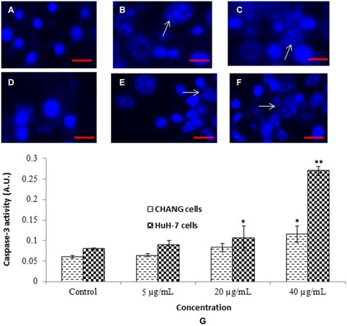 Figure 6 Chromosomal condensation (A). Control CHANG cells (B). CHANG cells exposed at 20 µg/mL gAgNPs (C). CHANG cells exposed at 40 µg/mL gAgNPs (D). Control HuH-7 cells (E). HuH-7 cells exposed at 20 µg/mL gAgNPs (F). HuH-7 cells exposed at 40 µg/mL gAgNPs and (G) Induction of caspase-3 activity in CHANG and HuH-7 cells after exposure to gAgNPs for 24 hrs. Each value represents the mean ±SE of three experiments. *p < 0.05 and **p < 0.01 vs control. Arrow indicates fragmented chromosome. Scale bar is 200 µm.