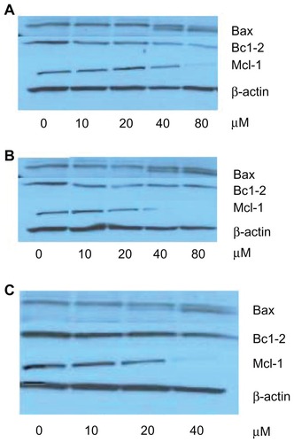 Figure 5 Western blot images of MV4-11 cells exposed to various emodin formulations for 72 hours. (A) Free emodin (0 refers to dimethyl sulfoxide); (B) TPGS liposomal emodin (0 refers to empty TPGS liposomes); (C) Tf-targeted TPGS liposomal emodin (0 refers to empty Tf-targeted TPGS liposomes).Abbreviations: Bax, Bcl-2-associated X protein; Bcl-2, B-cell lymphoma-2; Mcl-1, myeloid cell leukemia 1; TPGS, D-α-tocopheryl polyethylene glycol 1000 succinate; Tf, transferrin.