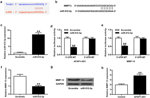 Figure 2. MiR-512-3p inhibited MMP-13 expression in chondrocytes. (a) MiR-512-3p binds to the 3’ UTR of AFAP1-AS1. (b) MiR-512-3p binds to the 3ʹUTR of MMP-13. (c) MiR512-3p expression in chondrocytes. (d) Luciferase activity of AFAP1-AS1 3’-UTR and miR-512-3p. (e) Luciferase activity of miR-512-3p and MMP-13 3’-UTR. (f, g) MMP-13 expression at mRNA and protein levels. (h) AFAP1-AS1 overexpression improved MMP-13 mRNA level. ** P < 0.01.
