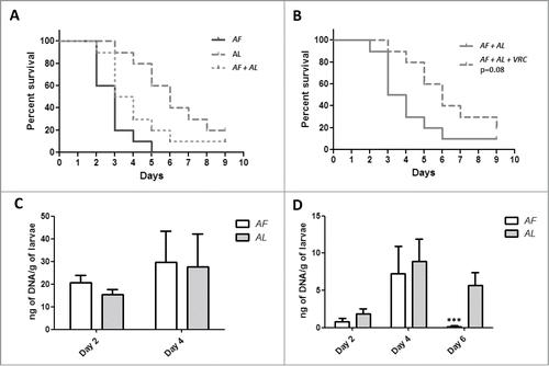 Figure 4. (A) Survival rate of G. mellonella infected with a mixture of A. fumigatus (AF):A. lentulus (AL) (1:1) compared to single infections. (B) Comparative analysis of VRC treated and untreated larvae (This data is the same that was used for Fig. 4A). (C) Fungal burden determination in G. mellonella infected with a mixed inocula of both A. fumigatus and A. lentulus. (D) Fungal burden determination and VRC treatment efficacy in a mixed fungal infection. Statistical significance by unpaired t test of A. fumigatus versus A. lentulus at 6 d is marked as (***P <0.003).