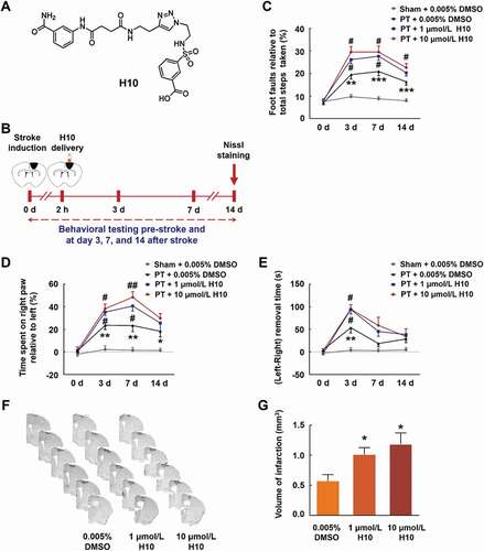 Figure 3. Inhibiting PARP14 after PT worsens functional impairment. (A) Structure of the PARP14 inhibitor H10. (B) Schematic of experimental timeline. H10 was injected into the peri-infarct cortex 2 h after stroke. Behavioral performances were examined at baseline and day 3, 7, and 14 after stroke. (C-E) Functional recovery in mice was assessed via foot faults of the left forelimb in the grid-walking task (C), forelimb symmetry in the cylinder task (D), and (Left-Right) removal time in the adhesive removal test (E) at baseline and day 3, 7, and 14 after stroke. n = 10, 11, 12, and 12 animals for the Sham + 0.005% dimethyl sulfoxide (DMSO), PT + 0.005% DMSO, PT + 1 μmol/L H10, and PT + 10 μmol/L H10 groups, respectively. *P < 0.05, **P < 0.01, and ***P < 0.001 versus the Sham + 0.005% DMSO group, and #P < 0.05 and ##P < 0.01 versus the PT + 0.005% DMSO group, using two-way repeated measures ANOVA followed by the Holm-Sidak post hoc multiple comparison test. (F) Representative Nissl-stained brain sections at day 14 after stroke from PT + 0.005% DMSO, PT + 1 μmol/L H10, and PT + 10 μmol/L H10 groups, respectively. (G) Bar graph showing infarct volume from PT + 0.005% DMSO, PT + 1 μmol/L H10, and PT + 10 μmol/L H10 groups, respectively. n = 6 animals/group. *P < 0.05 versus the PT + 0.005% DMSO group using one-way ANOVA followed by the Holm-Sidak test