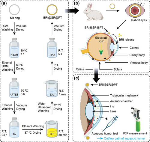 Figure 1. Schematic illustration of the preparation of the BRI@SR@PT and its application on rabbit eyes. (a) The fabrication process of the BRI@SR@PT including modification, BRI-loading, PDA/TPU coating. (b) Administration of the BRI@SR@PT into the conjunctival sac of rabbit eyes. (c) Investigation of the IOP-lowering effect by detecting drug concentration in aqueous humor and measuring intraocular pressure (IOP). R.T., room temperature.