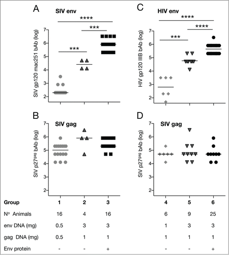 Figure 1. Binding antibody titers to SIV Gag and SIV or HIV Env among the different vaccine groups; (A-D). Endpoint bAb titers (log) to SIVmac251 gp120 Env (A), p27gag (B and D) and HIV IIIB gp120 Env (C) were measured 2 weeks after the 2nd vaccination. Asterisks designate statistically significant differences between groups (*** P< 0.001 and ****P < 0.0001) using the non-parametric 2-tailed t-test (Mann-Whitney). Median values are indicated.