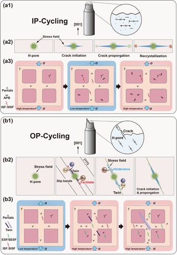 Figure 5. Schematic illustration of the formation and evolution of pore-induced defects as well as TMF fracture features in fourth-generation SX superalloy during IP- and OP-TMF processes. (a1) characteristic of flat fracture and horizontal cracking at IP-cycling, (a2) procedures of crack initiation and propagation as well as introduction of recrystallizations, (a3) evolution of dislocation configurations during consecutive high-temperature and low-temperature half cycles, (b1) characteristic of crystallographic fracture and cracking at OP-cycling, (b2) mechanisms of twinning formation and propagation as well as cracking along twinning boundary, (b3) evolution of dislocation configurations and contraction of twins during OP-TMF.