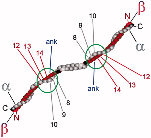 Figure 5. A spectrin tetramer, with two spectrin heterodimers associated head-to-head. The regions marked with circles contain the α-spectrin 8, 9 and 10 triple-helical repeats and the β-spectrin 12, 13 and 14 triple-helical repeats where high-affinity binding sites for PS map (An et al., Citation2004). The binding site for ankyrin (“ank”) is located in the 15th helical repeat of β-spectrin (Bennett & Baines, Citation2001).