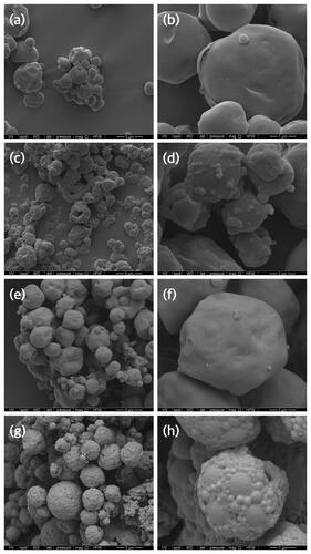 Figure 2. Scanning electron micrographs of spray-dried formulations – (a) azithromycin formulation without centrifugation (10,000× magnification), (b) azithromycin formulation without centrifugation (50,000× magnification), (c) azithromycin formulation with centrifugation (10,000× magnification), (d) azithromycin formulation with centrifugation (50,000× magnification), (e) azithromycin and chitosan formulation without centrifugation (10,000× magnification), (f) azithromycin and chitosan formulation without centrifugation (50,000× magnification), (g) azithromycin and chitosan formulation with centrifugation (10,000× magnification), (h) azithromycin and chitosan formulation with centrifugation (50,000 × magnification).