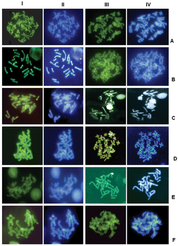 Figure 3 Sequential C‐banding (rows I and II) or Alu I (rows III and IV)+CMA3 (rows I and III)+DAPI (rows II and IV) of: A, H. alboguttatus; B, H. andrakata; C, H. betsileo; D, H. boettgeri; E, H. luteostriatus; and F, H. punctatus. The colour version of this figure is available online.