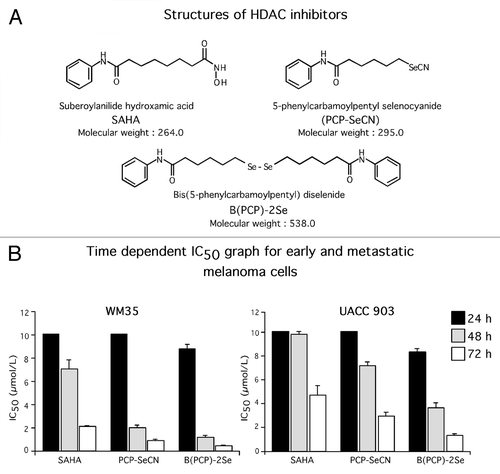 Figure 1. Structures and activity of HDAC inhibitors. (A) Structures of HDAC inhibitors: SAHA was chemically modified by replacing amino hydroxyl (NH-OH) with free selenium cyanide (SeCN) to create PCP-SeCN. B(PCP)-2Se is a dimer of PCP-SeCN lacking the –CN functional group. (B) PCP-SeCN and B(PCP)-2Se inhibited melanocytic and melanoma cell viability in a time dependent manner. WM35 and UACC 903 cells were treated with increasing concentrations of SAHA, PCP-SeCN or B(PCP)-2Se for 24, 48 or 72 h and cell viability measured using MTS and IC50 values calculated using GraphPad Prism. Data represents average values of three independent experiments.