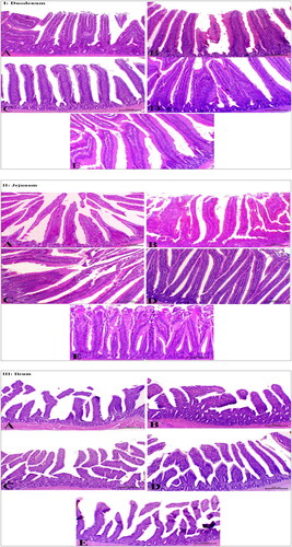 Figure 2. Photomicrograph of the small intestine (duodenum (I), jejunum (II), and ileum (III)) stained with haematoxylin and eosin. A: Cowpea protein hydrolysate (CPH)0, B: CPH2, C: CPH4, D: CPH6, and E: CPH8.