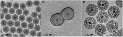 Figure 1. TEM characterization of M-MSNs. (A) As the pristine state, (B) covered with PEG, and (C) cryogenic TEM characterization of lipid bilayer DMPC M-MSNs.