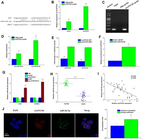 Figure 3 CircPTCH1 acts as a sponge for miR-34c-5p. (A) bioinformatic analysis to search for miR-34c-5p interact with circPTCH1-MUT or circPTCH1-WT. (B, C) The efficiency of circPTCH1 probe was validated by qRT-PCR and gel electrophoresis. (D) The expression of 2 miRNAs pulled down by circPTCH1 in A549 and SK-MES-1 cells were determined by RT-qPCR. (E) The luciferase activity of circPTCH1 WT or MUT in A549 cells cotransfected with miR-34c-5p (F) Relative circPTCH1 level in HEK293T cells lysates captured by biotin-labeled miR-34c-5p or NC was detected by qRT-PCR. (G) QRT-PCR analysis of expression levels of miR-34c-5p in A549 and SK-MES-1 cells transfected with circPTCH1 overexpression or si-circPTCH1-2 or negative control. (H) QRT-PCR analysis of the expression levels of miR-34c-5p in lung cancer tissues compared with normal tissues. (I) Pearson correlation was used for correlation analysis between circPTCH1 and miR-34c-5p in lung cancer patients. (J) The colocalization ratio of circPTCH1 and miR-34c-5p in A549 cells by FISH. Data represent mean ± SD. **P < 0.01 compare with negative control.